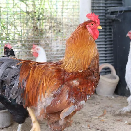 Apartment Casale Morillo Campofelice Di Roccella