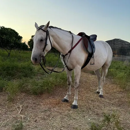 Apartment Casale Morillo *