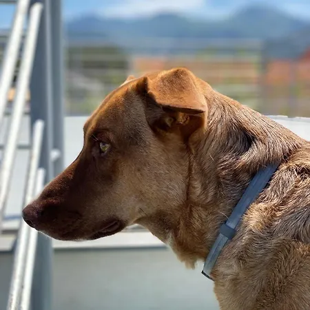 Apartment Casale Morillo *